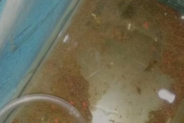 哪些工具鱼吃黑毛藻,黑线飞狐是最佳选择