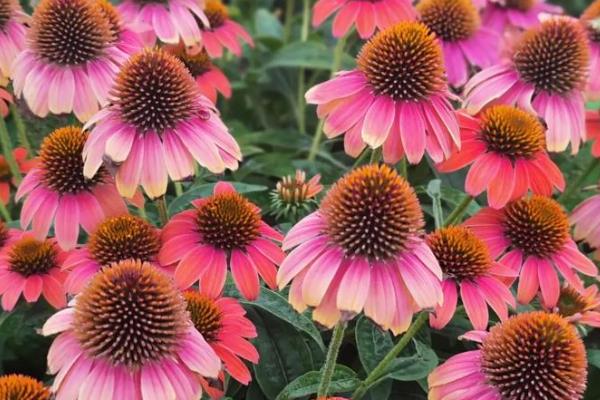 夏天有什么常见的花卉，包含风雨兰、金盏花等品种