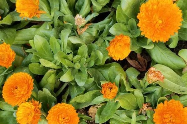 夏天有什么常见的花卉，包含风雨兰、金盏花等品种