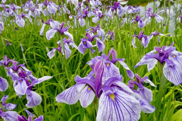 夏天有什么常见的花卉，包含风雨兰、金盏花等品种