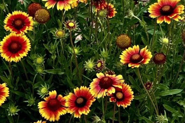 夏天有什么常见的花卉，包含风雨兰、金盏花等品种