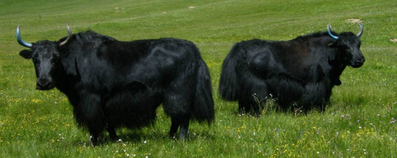 牦牛的养殖注意事项，日常一定要注意牛舍的湿润度