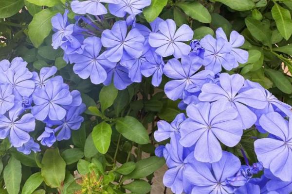 夏天有什么常见的花卉，包含风雨兰、金盏花等品种