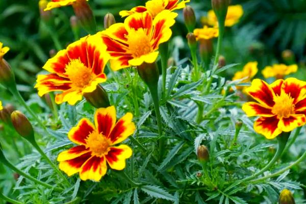 夏天有什么常见的花卉，包含风雨兰、金盏花等品种