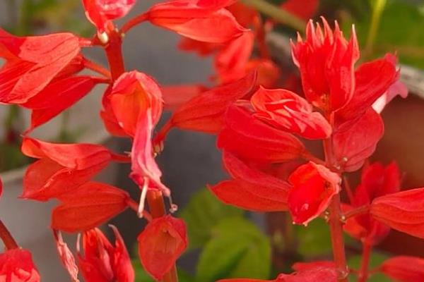 夏天有什么常见的花卉，包含风雨兰、金盏花等品种