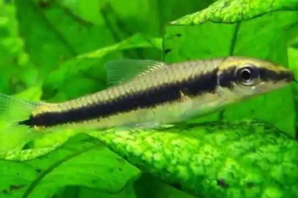 哪些工具鱼吃黑毛藻,黑线飞狐是最佳选择