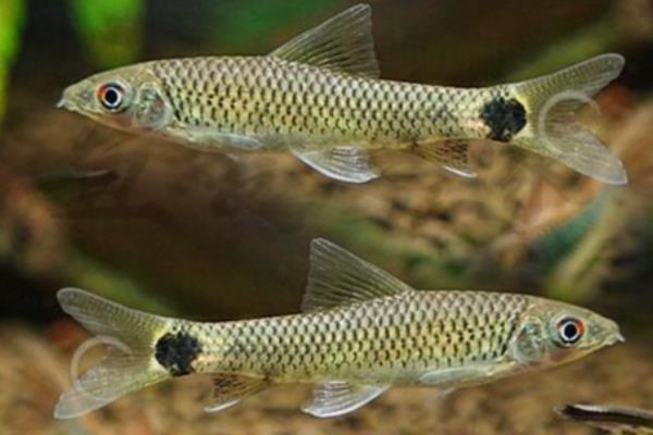 哪些工具鱼吃黑毛藻,黑线飞狐是最佳选择