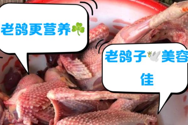 乳鸽与鸽子的区别，外观和吃法均不同