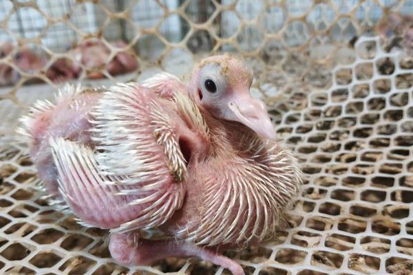 乳鸽与鸽子的区别，外观和吃法均不同