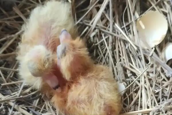 乳鸽与鸽子的区别，外观和吃法均不同