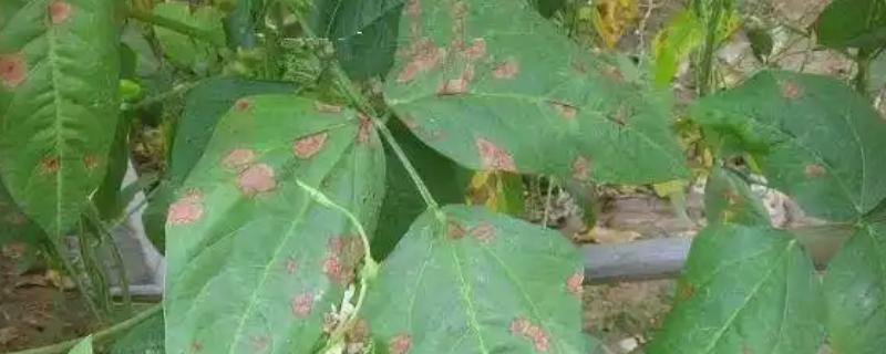 豆角长斑的原因，是豆角角斑病引起的