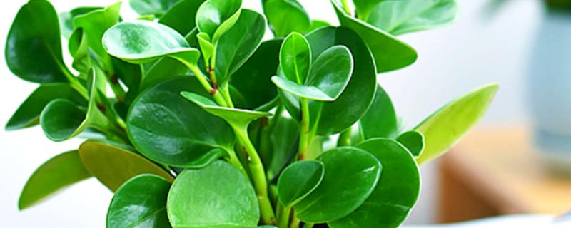 豆瓣绿怎么养,一定要定期施肥