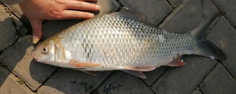 土鲮鱼和麦鲮鱼的区别，来源和形态均不同