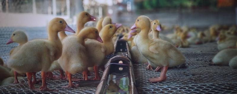 养鸭子的注意事项，每天都要通风换气