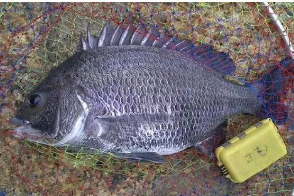 袖钩和丸世钩哪个钩条细，袖钩的钩条更细