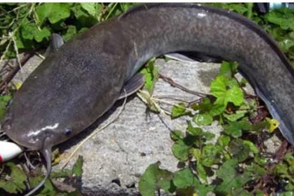 袖钩和丸世钩哪个钩条细，袖钩的钩条更细