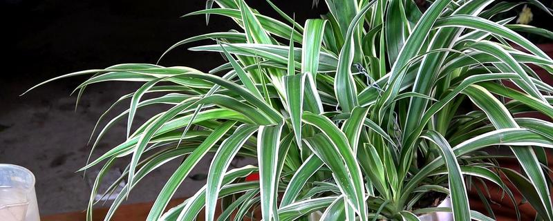 吊兰如何养护，适合在湿润环境中生长