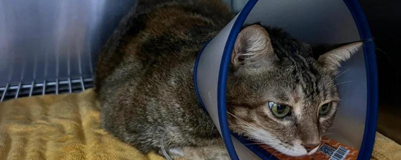 猫咪胰腺炎的原因，可能是寄生虫堵塞胰腺导管导致