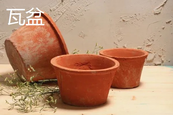 常见的花盆种类，有塑料花盆、紫砂盆等