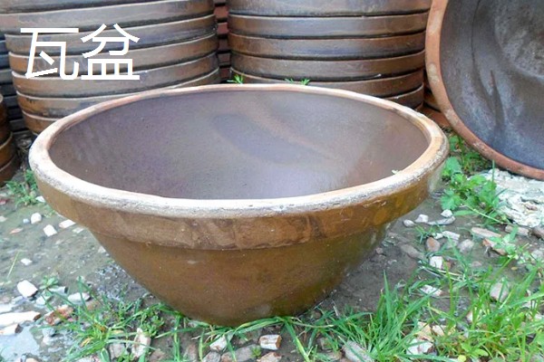 常见的花盆种类，有塑料花盆、紫砂盆等