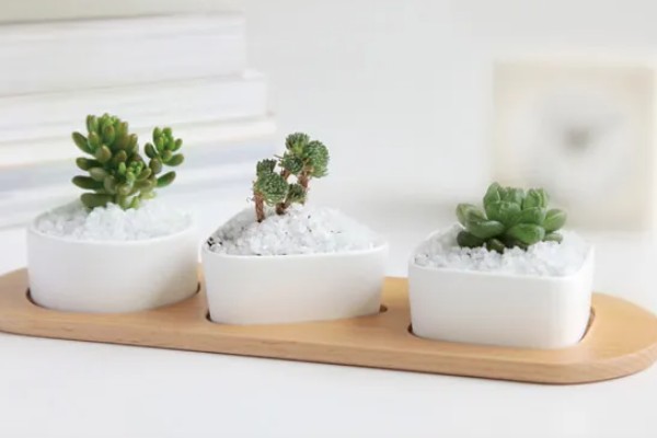 常见的花盆种类，有塑料花盆、紫砂盆等