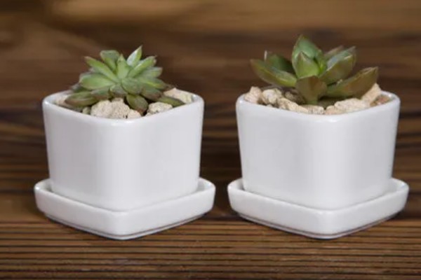 常见的花盆种类，有塑料花盆、紫砂盆等