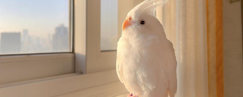 鹦鹉的食物种类,常见的有谷物、水果等