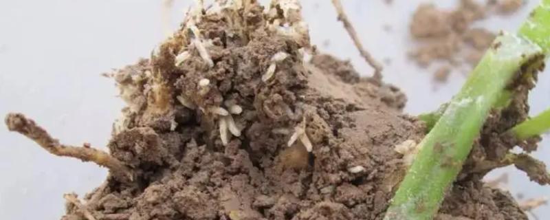 韭菜的虫害有哪些,有韭菜迟眼蕈蚊、蝼蛄等