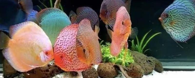 七彩神仙鱼多大开始发色，在3-4个月左右就开始