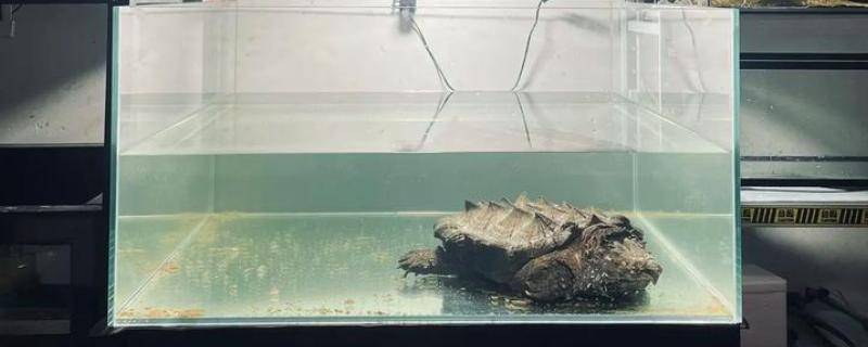 鳄龟喂什么龟粮，可以选择偏含肉类的龟粮