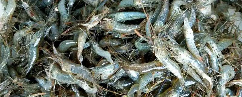 虾有哪些种类，常见的有青虾、白虾等