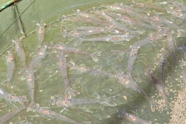 草虾的亩产量，一年可收获600-800公斤左右