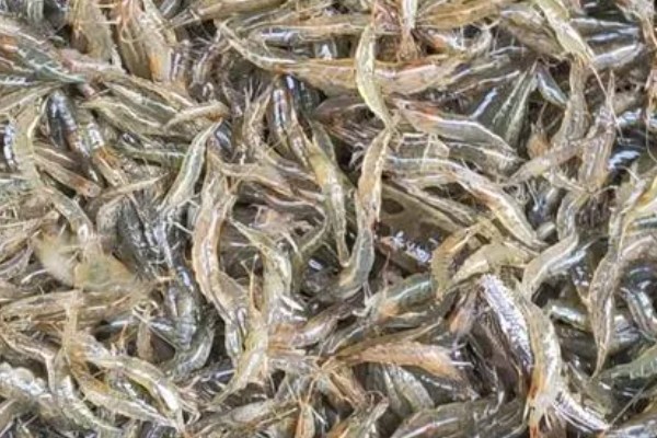 草虾的亩产量，一年可收获600-800公斤左右