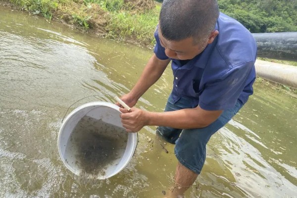 草虾的亩产量，一年可收获600-800公斤左右