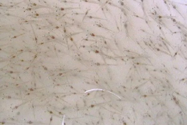 草虾的亩产量，一年可收获600-800公斤左右