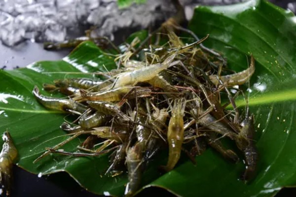 草虾的亩产量，一年可收获600-800公斤左右