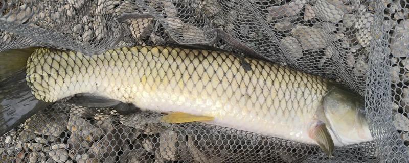 钓草鱼的技巧，常用以下几种钓法