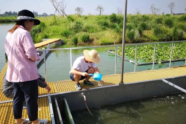 草虾的亩产量，一年可收获600-800公斤左右