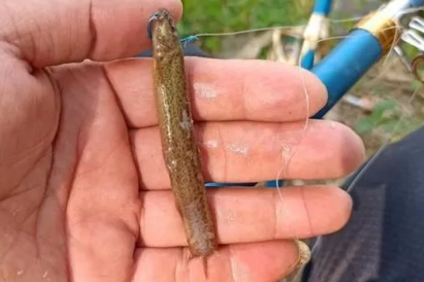 低温天气钓翘嘴的方法,垂钓深度要达到4-5米左右