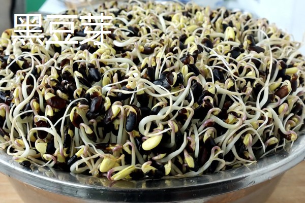 黑豆芽和黑豆苗有什么区别,前者不晒光、后者需要光照