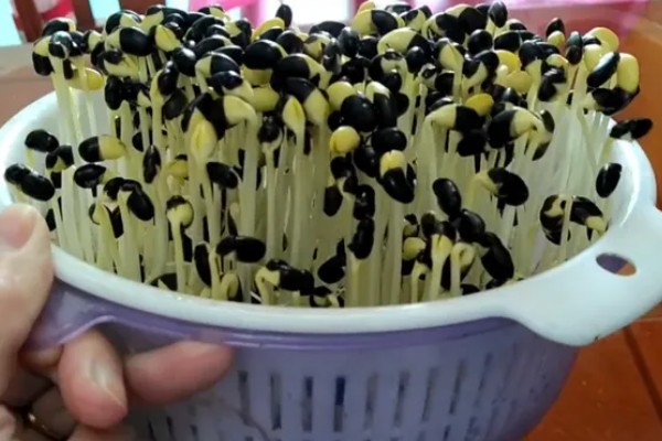 黑豆芽和黑豆苗有什么区别,前者不晒光、后者需要光照