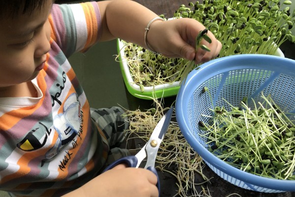 黑豆芽和黑豆苗有什么区别,前者不晒光、后者需要光照