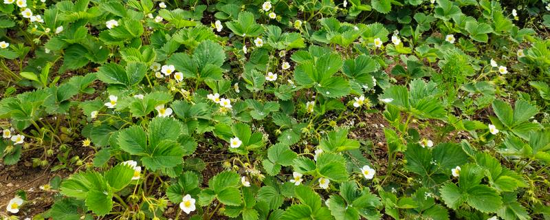 草莓花的颜色,大多数是白色