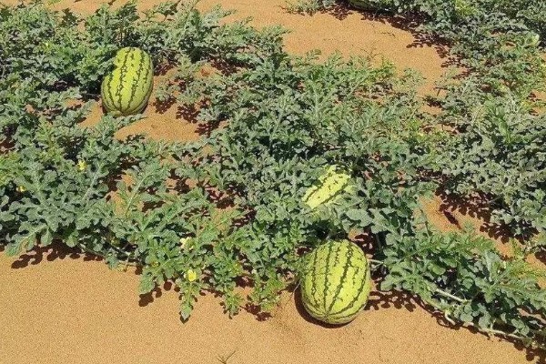 硒砂瓜退出种植是什么原因，种植硒砂瓜会导致土质退化