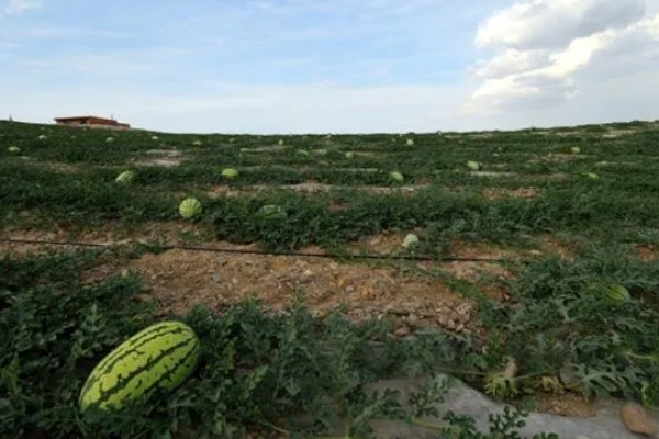 硒砂瓜退出种植是什么原因，种植硒砂瓜会导致土质退化