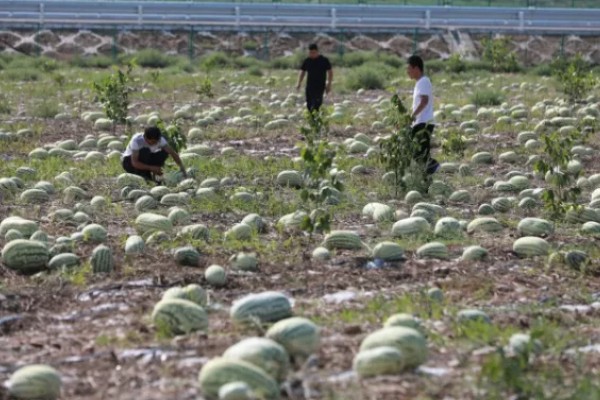 硒砂瓜退出种植是什么原因，种植硒砂瓜会导致土质退化