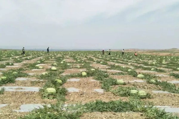 硒砂瓜退出种植是什么原因，种植硒砂瓜会导致土质退化