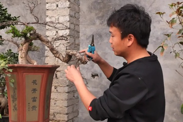 榆树盆景的养殖方法，早春和秋初都要施肥