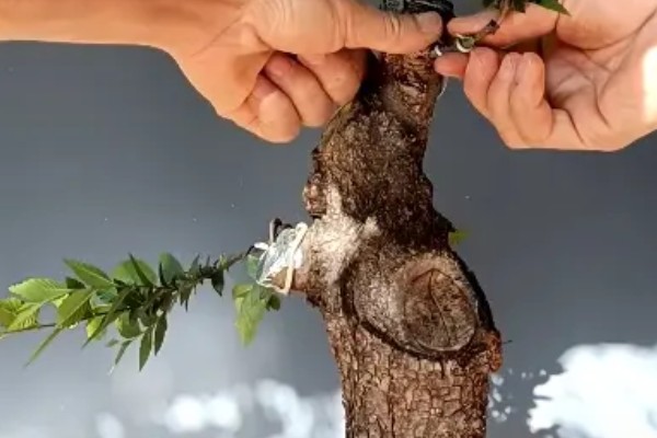榆树盆景的养殖方法，早春和秋初都要施肥