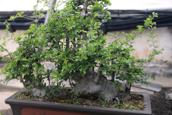 榆树盆景的养殖方法，早春和秋初都要施肥